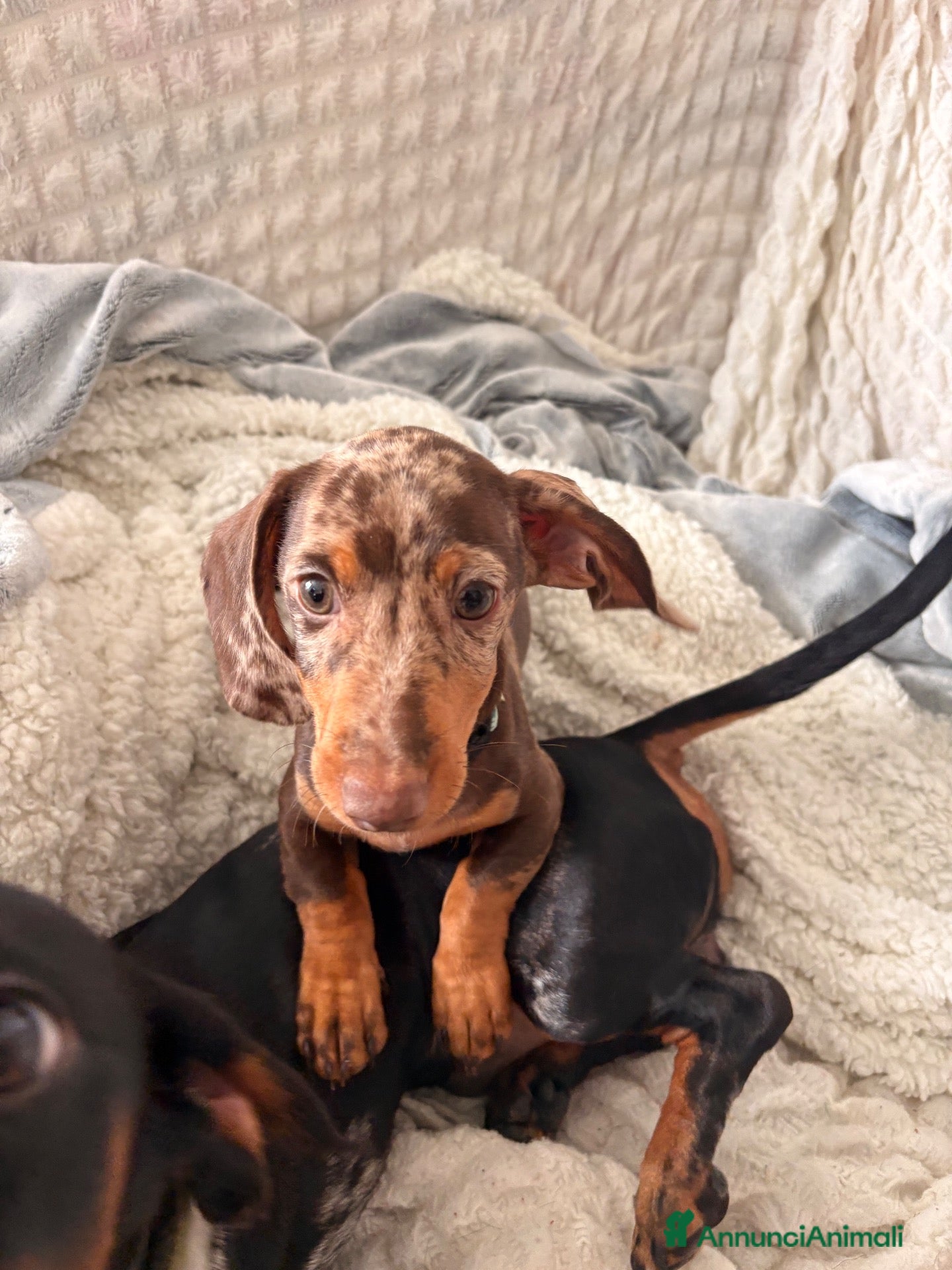 Bassotto Nano cani Cucciola di Bassotto Arlecchino Cioccolato fem. - Annuncio 2