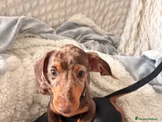 Bassotto Nano cani Cucciola di Bassotto Arlecchino Cioccolato fem. - Annuncio 29