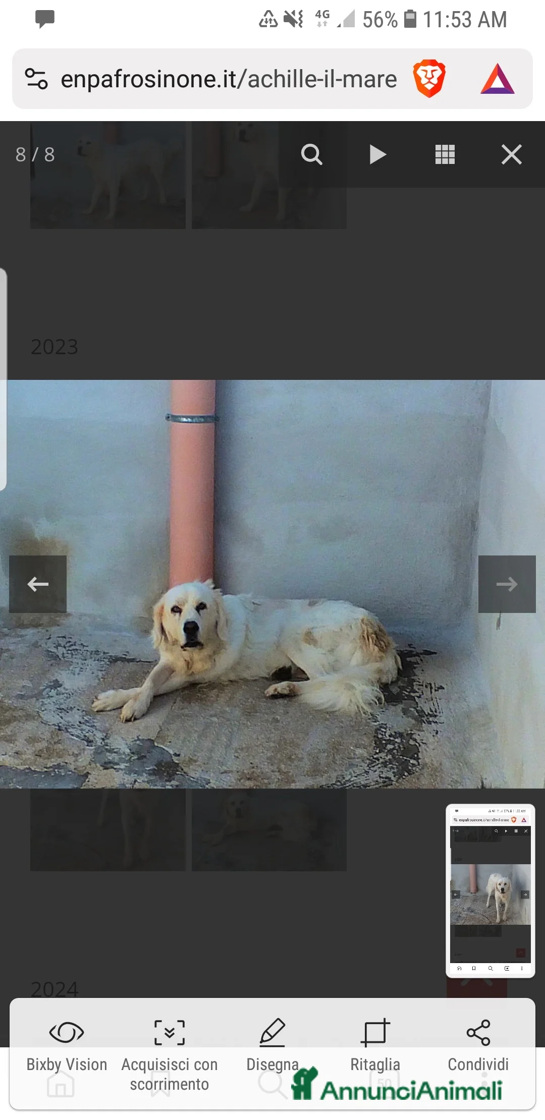 Meticcio cani in regalo: ACHILLE , BELLO SOLENNE E BUONO - Annuncio 4