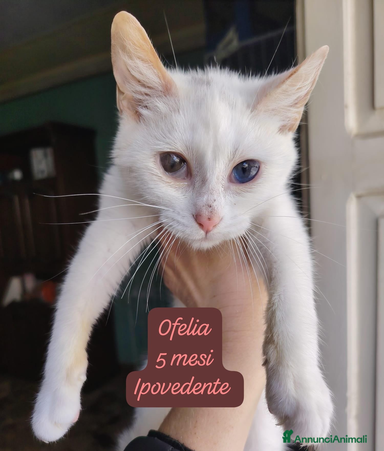 Altre razze gatti Gattini desiderosi di trovare famiglia  - Annuncio 3