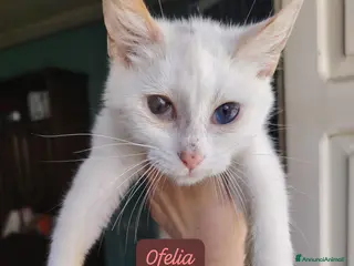 Altre razze gatti Gattini desiderosi di trovare famiglia - Annuncio 2