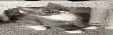 Maine Coon Gattino 1