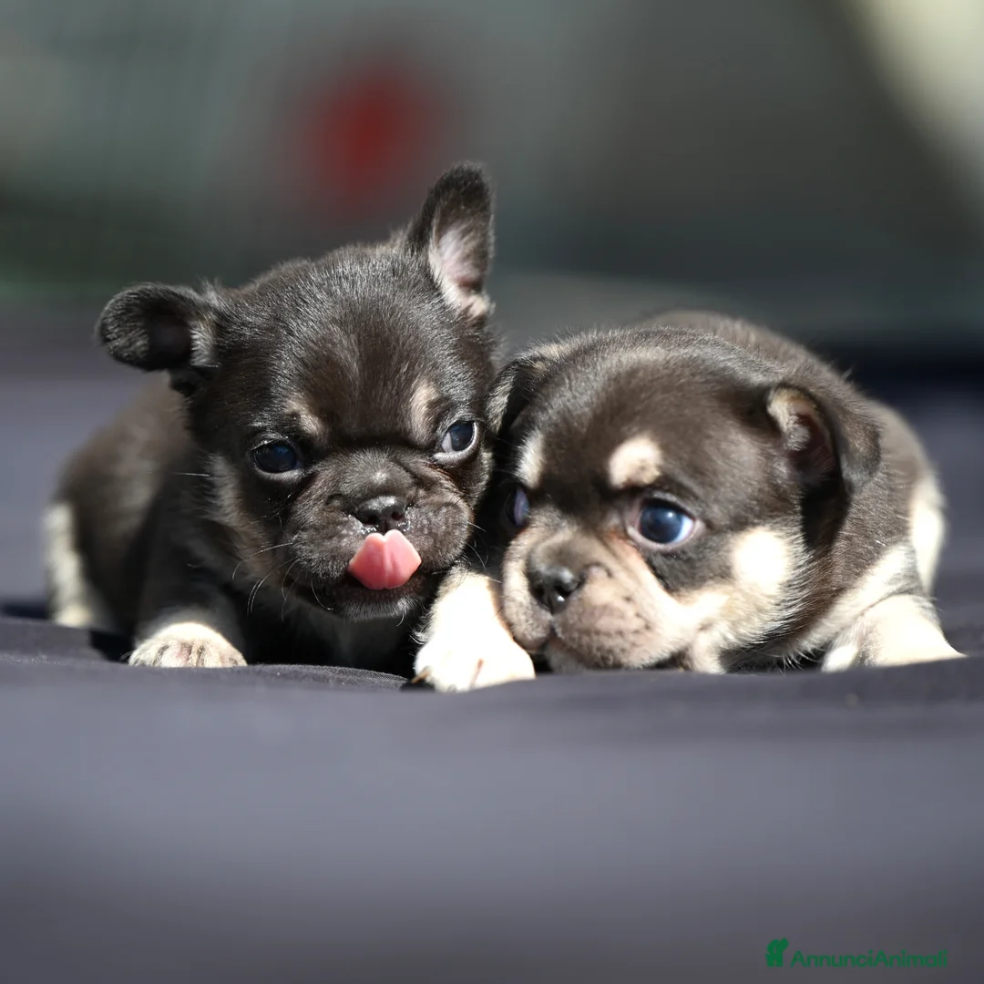 Bulldog Francese cani in vendita: Ultimi 3 Sugar Bulldog🍰 - Annuncio 2
