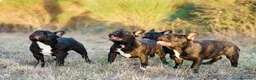 Bulldog Francese cani in vendita: Cuccioli Bouldogue Francese - Annuncio 2
