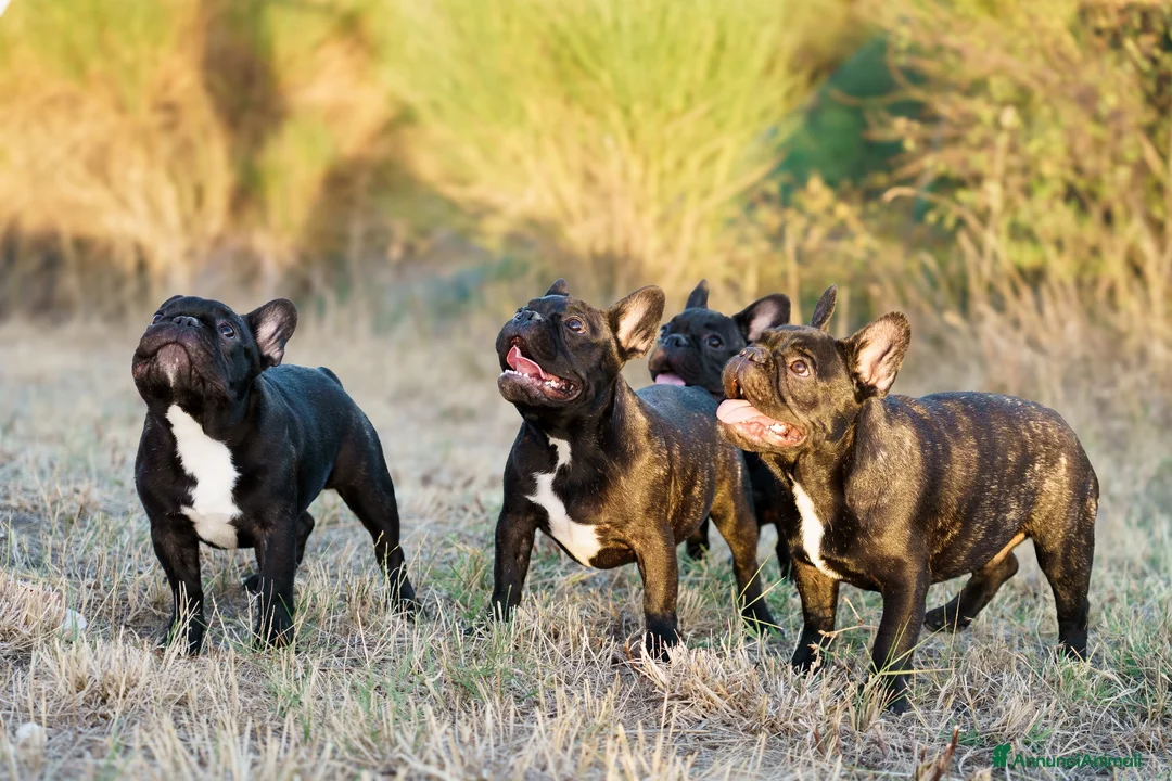 Bulldog Francese cani in vendita: Cuccioli Bouldogue Francese - Annuncio 2