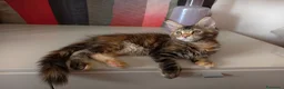 Maine Coon gatti in vendita: Bellissima cucciola Maine coon  - Annuncio 4