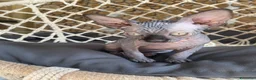 Sphynx gatti in vendita: Cuccioli Sphynks  - Annuncio 9