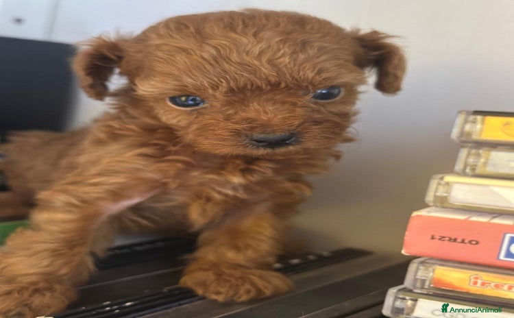 Barboncino Toy cani a Provincia di Pistoia - Annuncio 1