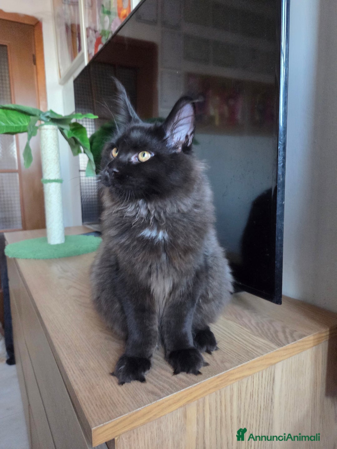 Maine Coon gatti in vendita: Ultimi 4 cuccioli Maine Coon - Annuncio 4