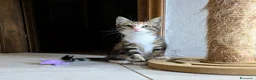 Meticcio gatti in regalo: Le sorelline Pica e Tina - Annuncio 3