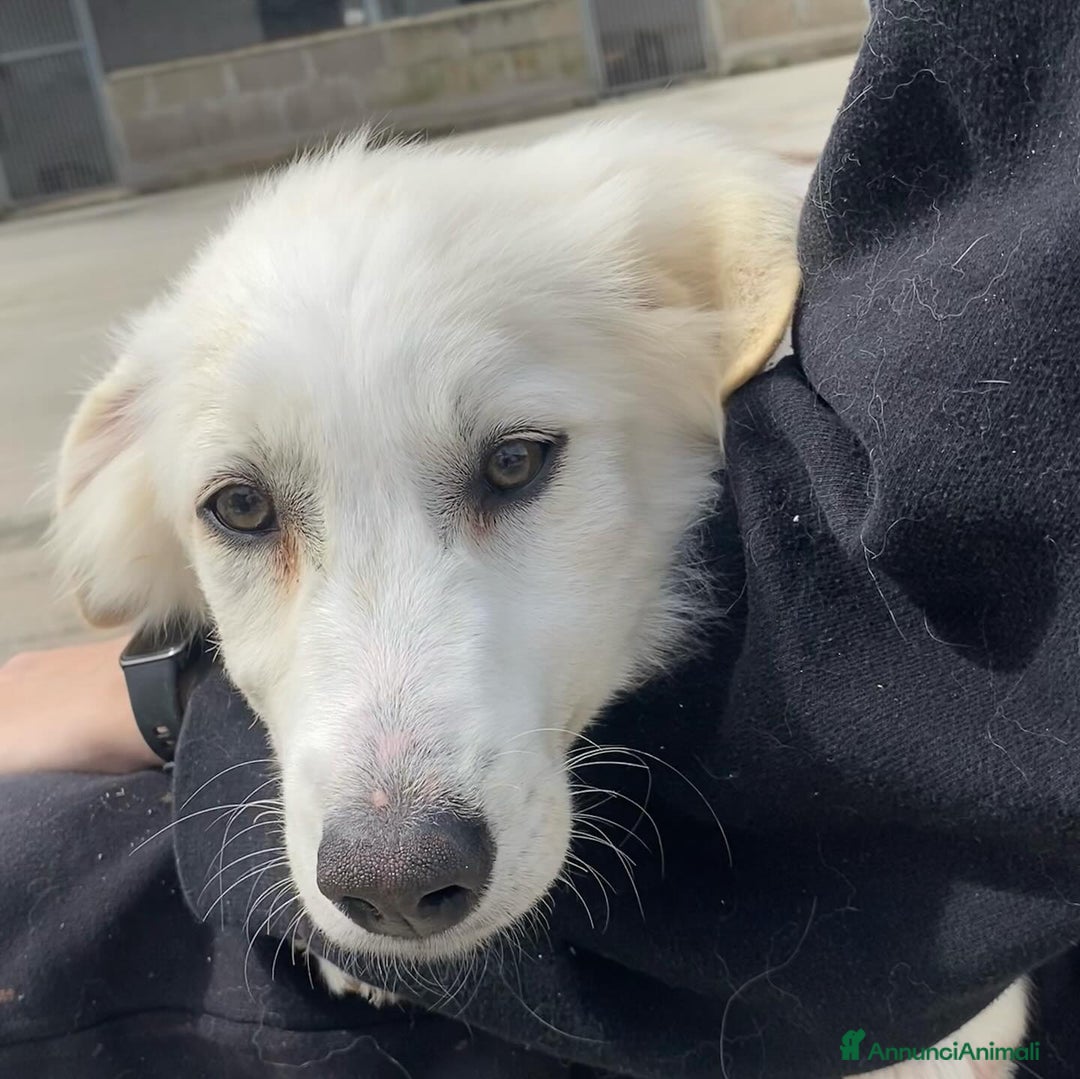 Meticcio cani in regalo: SHIRI 6 mesi - bellissima cucciolotta cerca casa a Provincia di Latina - Annuncio 4