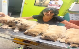 Golden Retriever cani in vendita: Cuccioli di Gold Retriever con pedigree  - Immagine 21