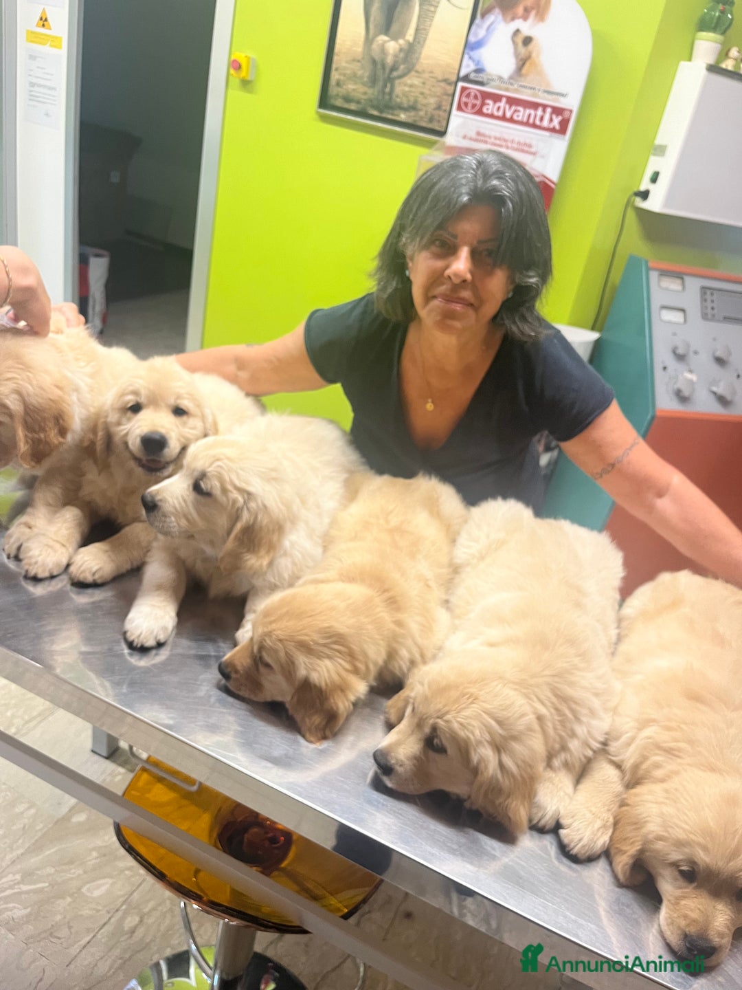 Golden Retriever cani in vendita: Cuccioli di Gold Retriever con pedigree  - Immagine 21
