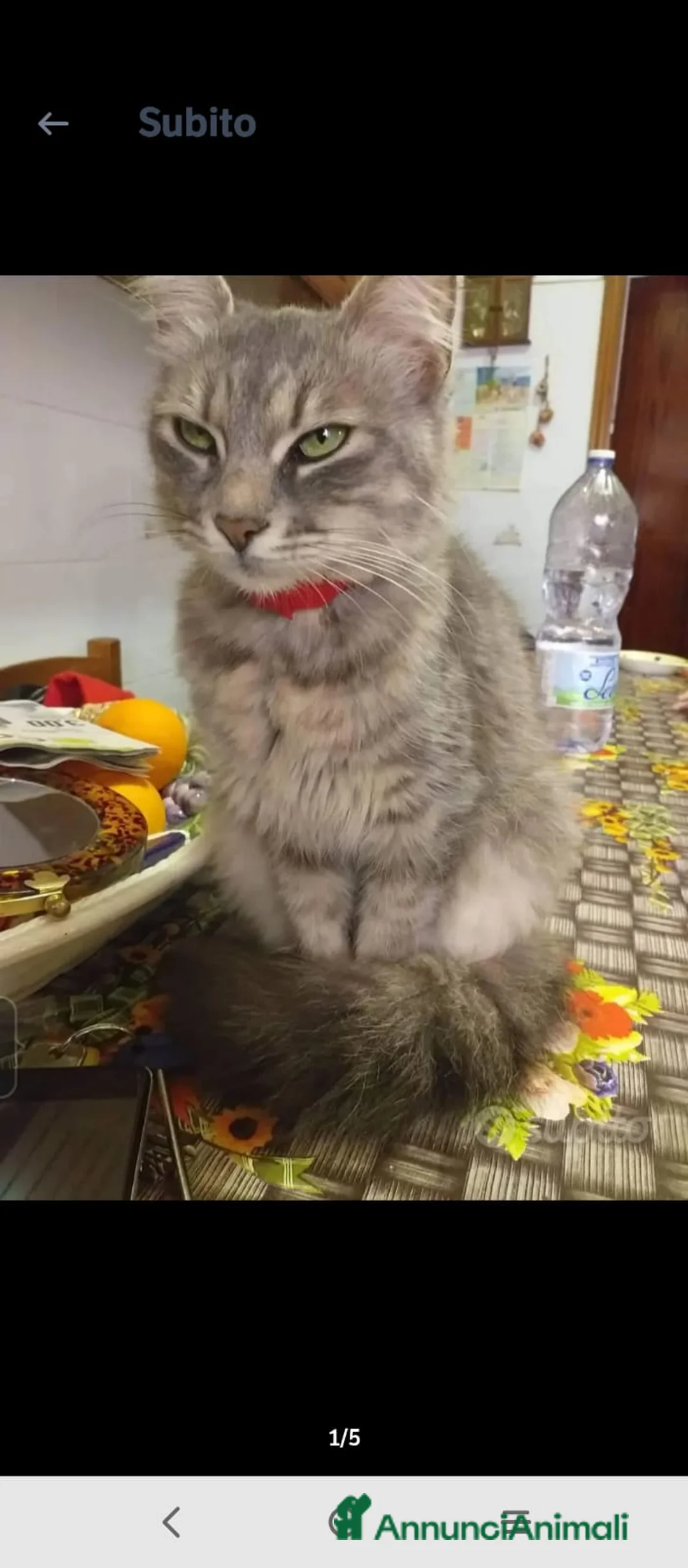 Certosino gatti in vendita: Gattini - Annuncio 13