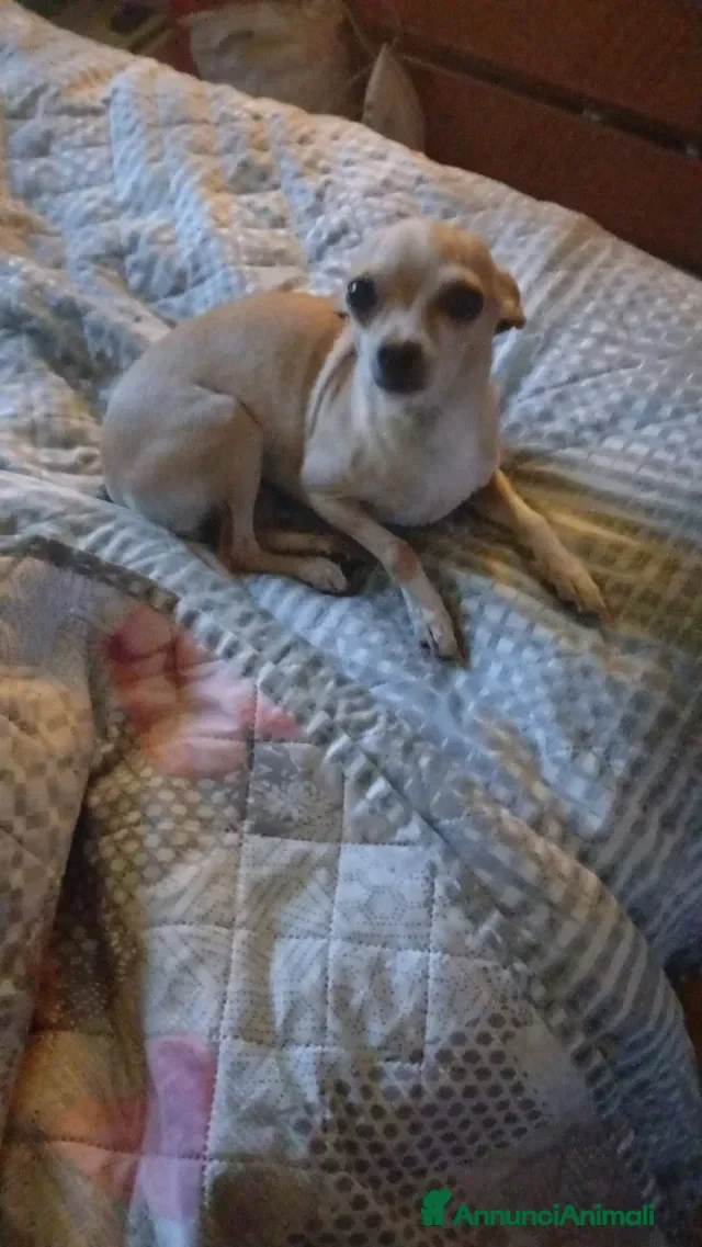 Chihuahua cani Chihuahua dolci e buoni bellissimi - Annuncio 3