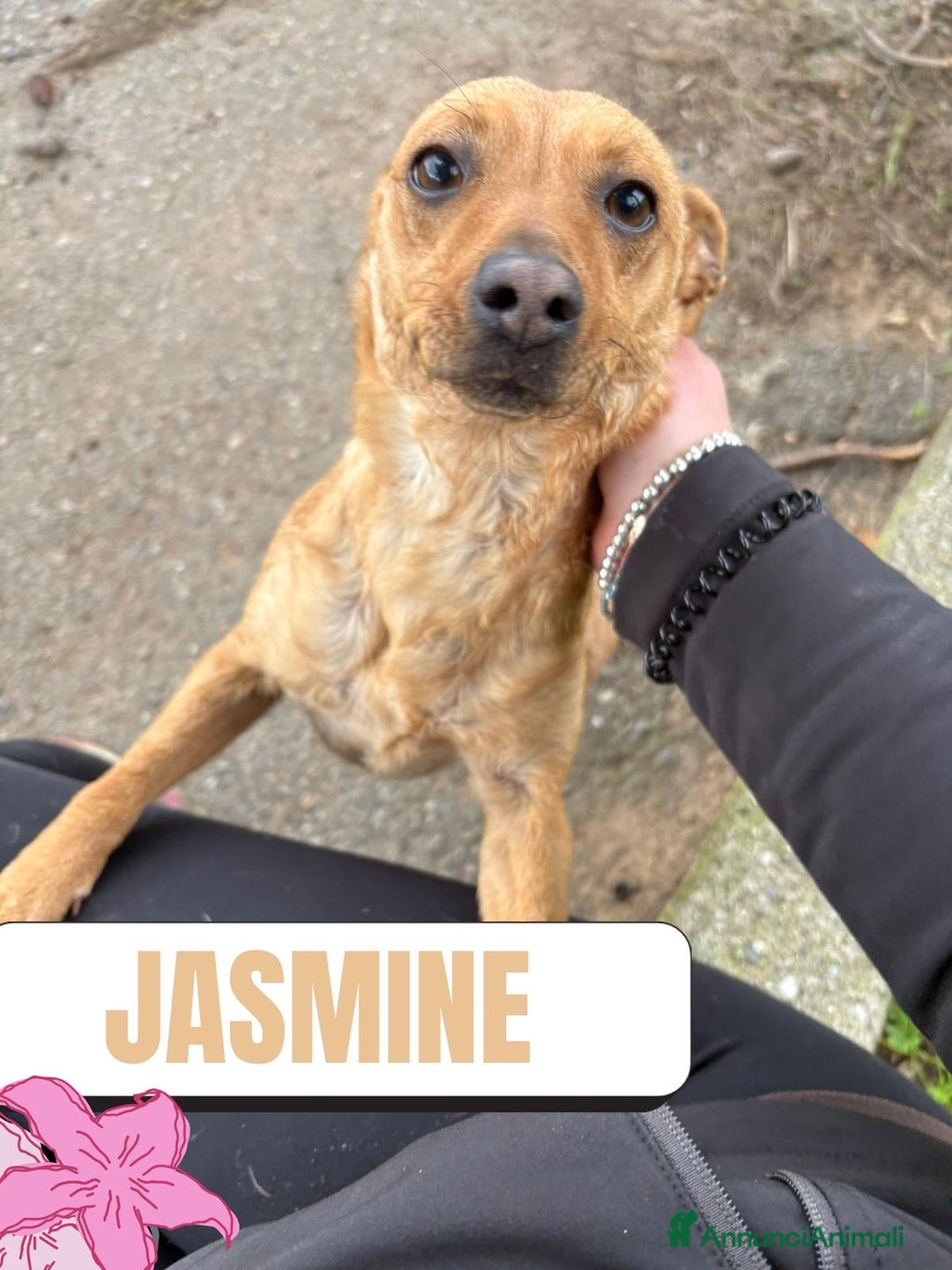 Meticcio cani in regalo: JASMINE 🩷 - fiore bellissimo cerca mamma 😢🥺 - Annuncio 1