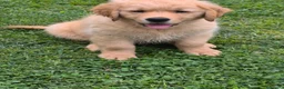 Golden Retriever cani in vendita: Golden retriever 90%linea americana pedigree ENCI  - Annuncio 13