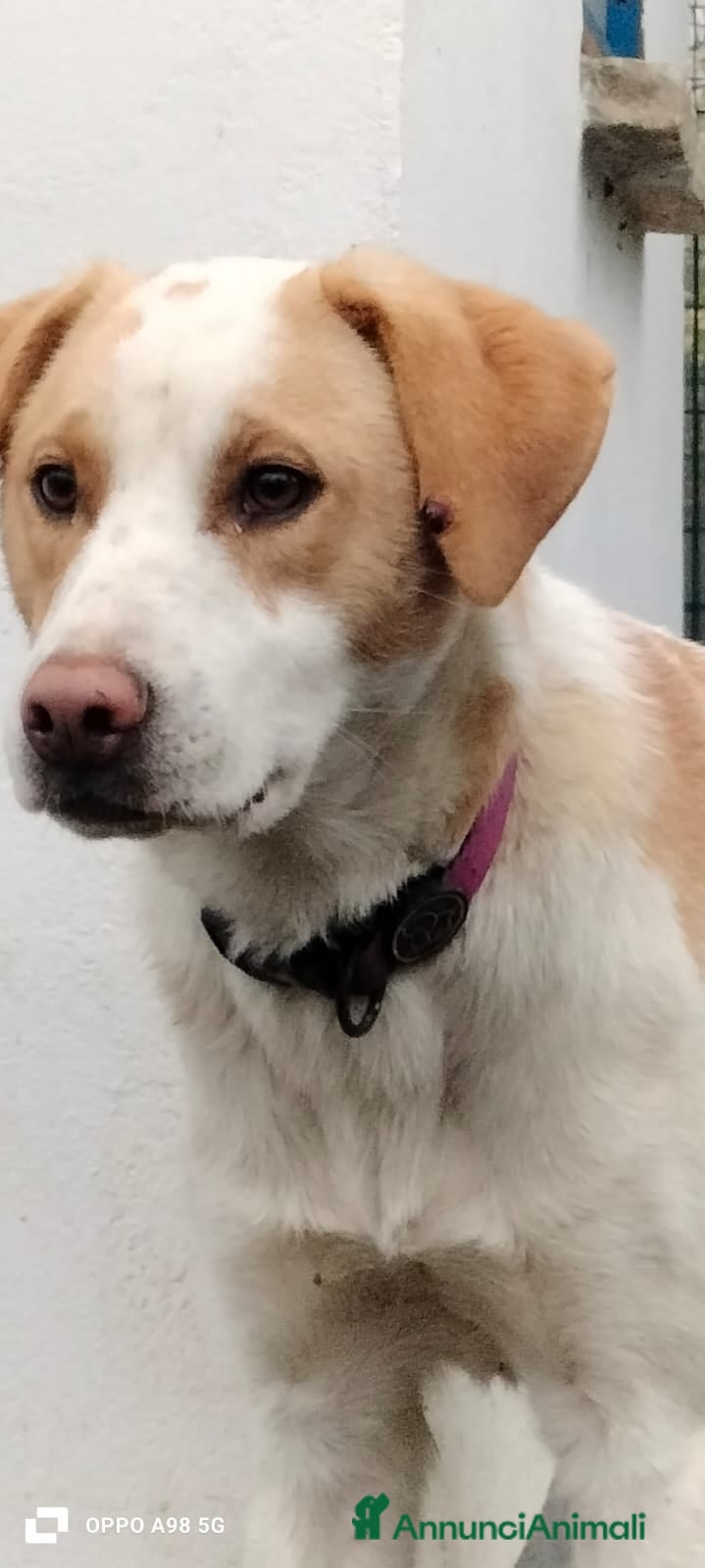 Meticcio cani Heidi cucciola mix Labrador 4 mesi cerca casa - Annuncio 2