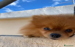 Volpino Pomerania cani in vendita: Volpino Spitz Pomerania adulto maschio a Città Metropolitana di Cagliari - Immagine 3