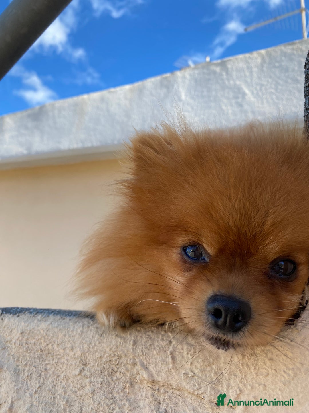 Volpino Pomerania cani in vendita: Volpino Spitz Pomerania adulto maschio a Città Metropolitana di Cagliari - Immagine 3