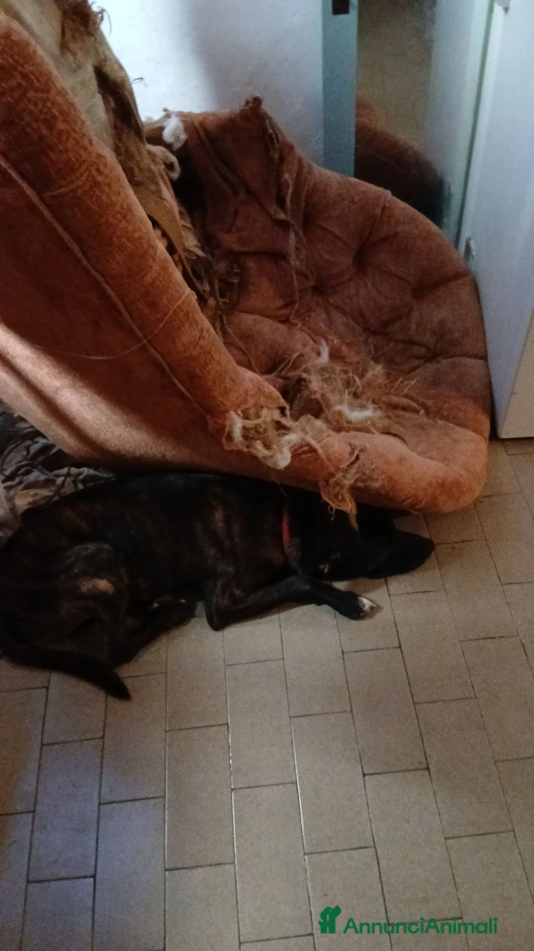 Meticcio cani in regalo: Cane metticcio incrocio boxer 1 anno in regalocc a Provincia di Alessandria - Annuncio 1