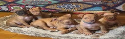 Pitbull cani in vendita: Cuccioli Pit Bull con Pedigree anche a rate - Annuncio 1