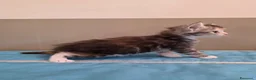 Maine Coon gatti in vendita: Litter F Dolci Fusa - Annuncio 18