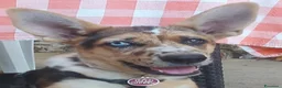 Meticcio cani in regalo: Cucciolo  a Provincia di Cuneo - Annuncio 2