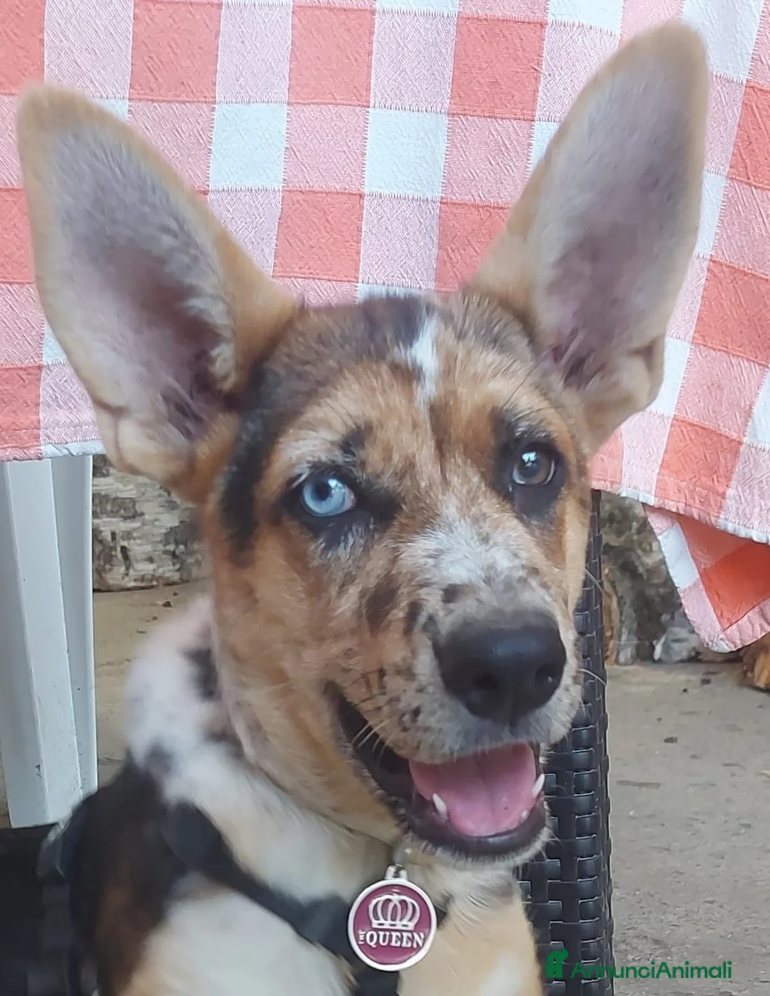Meticcio cani in regalo: Cucciolo  a Provincia di Cuneo - Annuncio 2