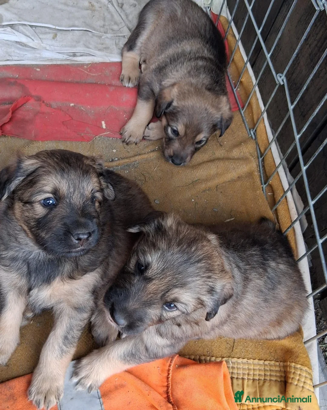 Meticcio cani in regalo: Regalo cuccioli meticci a Valle d'Aosta - Annuncio 1