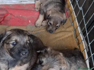 Meticcio cani Regalo cuccioli meticci - Annuncio 2