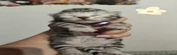 Siberiano gatti in vendita: Siberiano  - Annuncio 1
