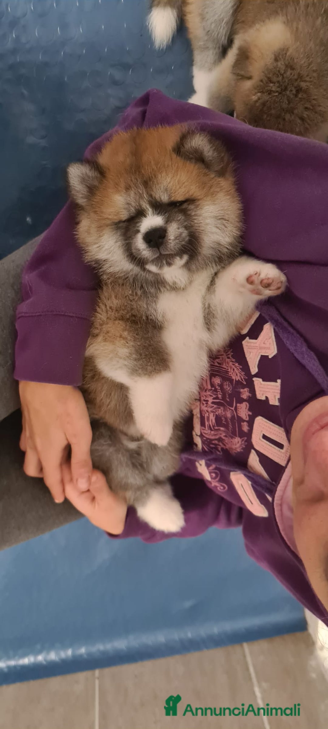 Akita Inu cani in vendita: Cuccioli di AKITA LOMBARDIA  - Annuncio 10