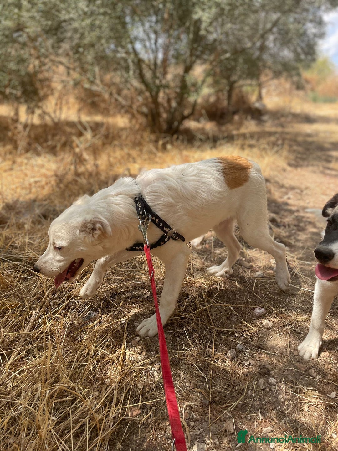 Meticcio cani in regalo: IL DOLCE SNOOPY - Annuncio 8