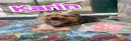Yorkshire cani in regalo: Karin Yorkshire femmina cerca famiglia a Città metropolitana di Milano - Annuncio 2