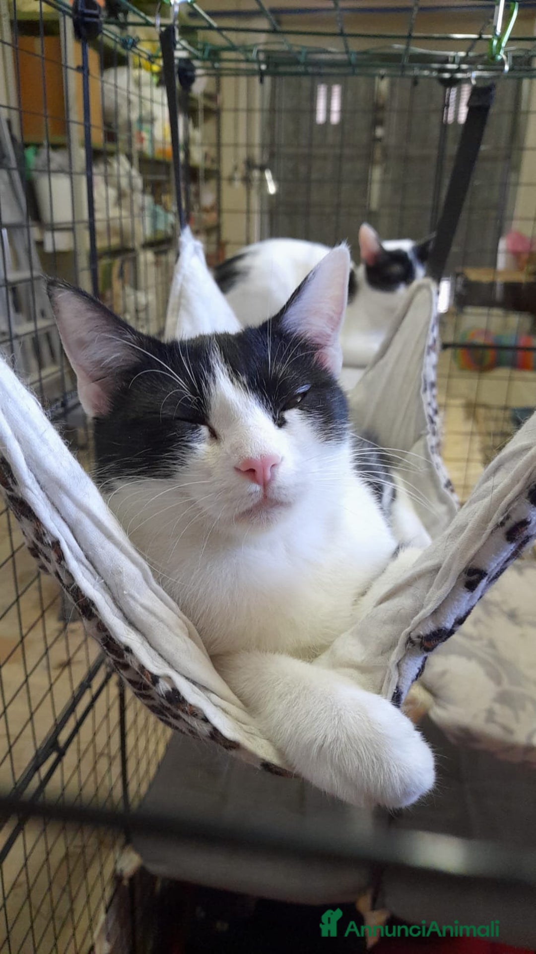 Altre razze gatti in regalo: Gatte cercano casa!!! - Annuncio 1