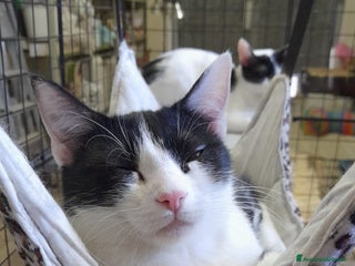 Altre razze gatti Gatte cercano casa!!! - Annuncio 33