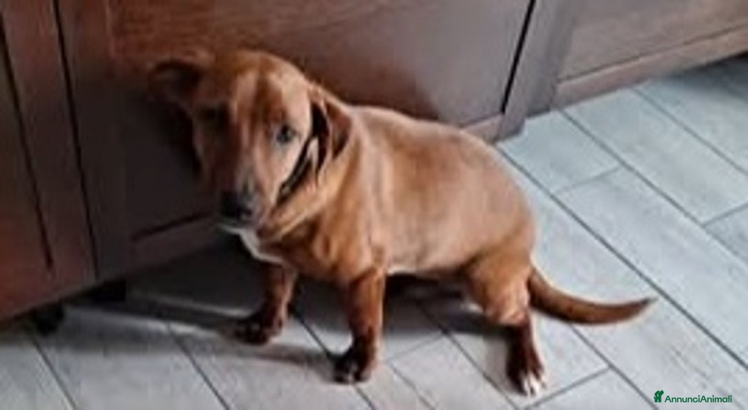 Meticcio cani in regalo: TO BE, cucciolone dolcissimo cerca casa - Annuncio 1