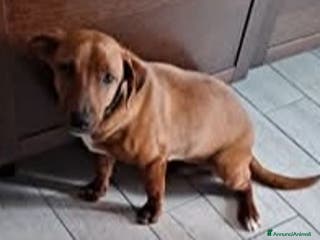 Meticcio cani TO BE, cucciolone dolcissimo cerca casa - Annuncio 4