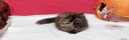 Persiano gatti in vendita: Cuccioli di Persiano - Annuncio 2