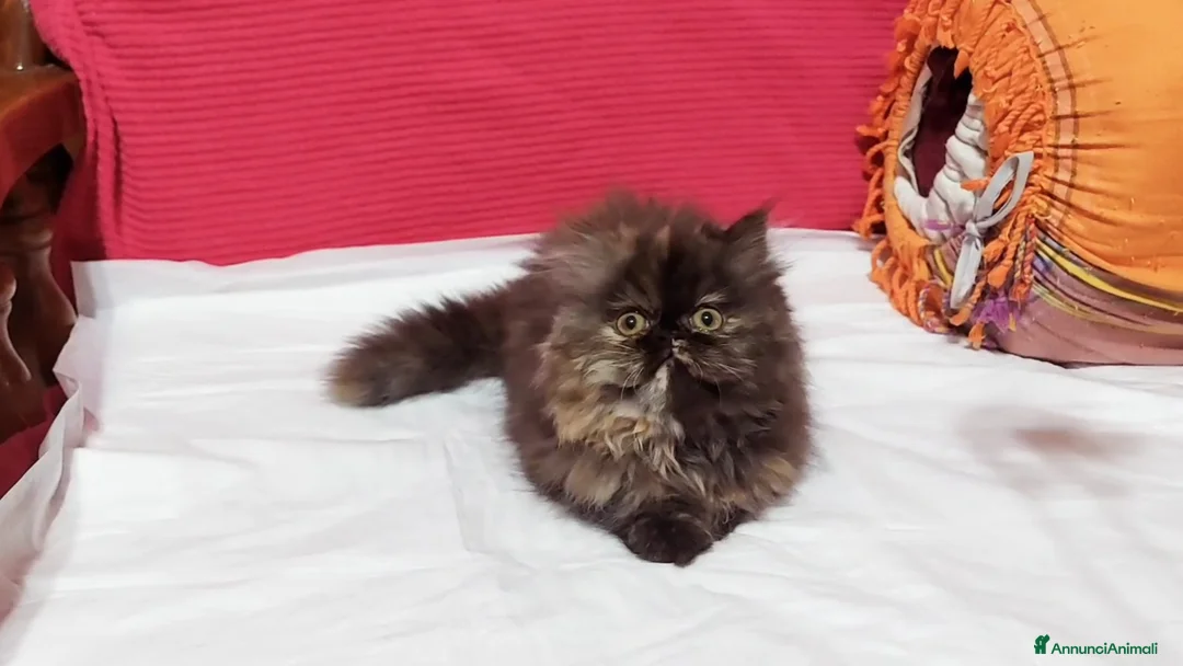 Persiano gatti in vendita: Cuccioli di Persiano - Annuncio 2