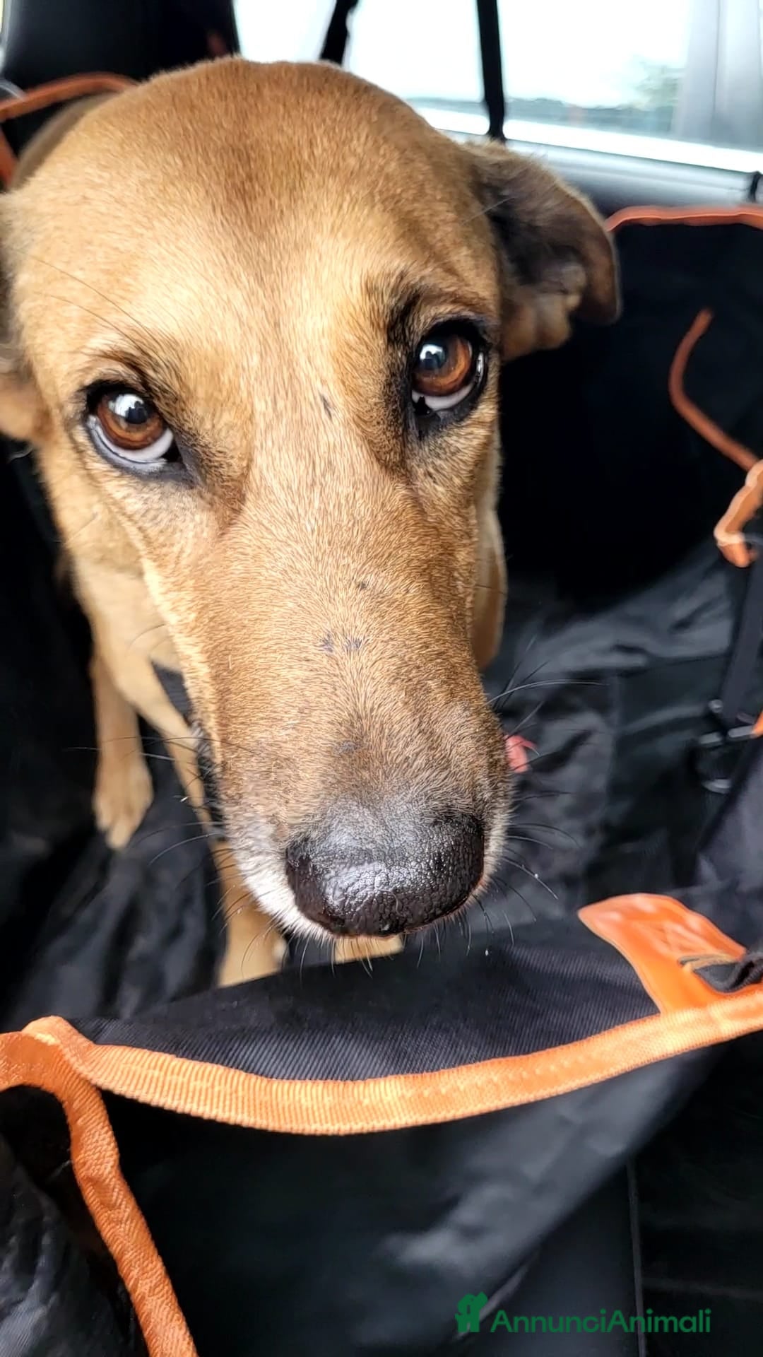 Meticcio cani in regalo: Splendida meticcia - FAITH - Annuncio 11