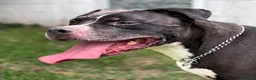Meticcio cani in regalo: FLACO CERCA FAMIGLIA - Annuncio 2