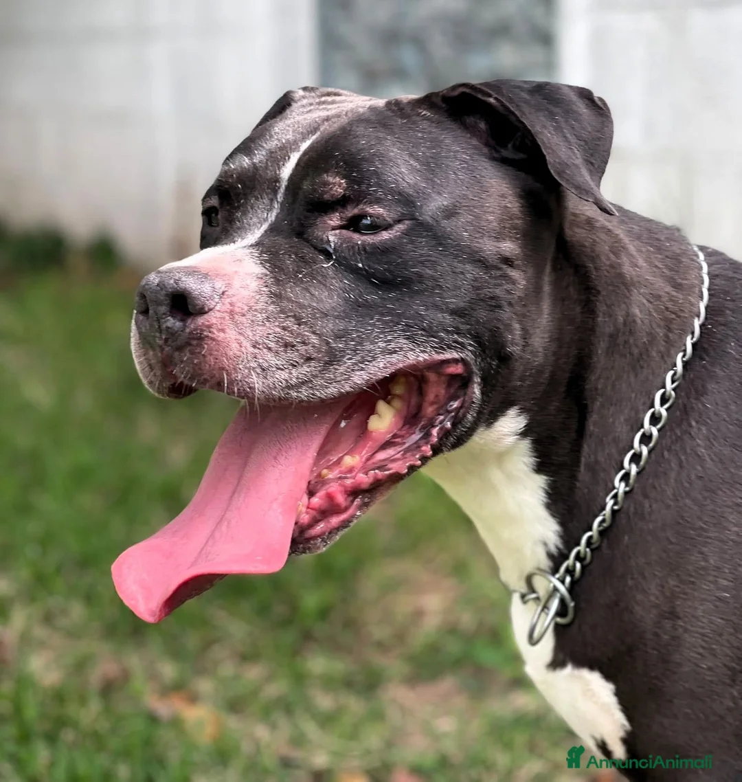 Meticcio cani in regalo: FLACO CERCA FAMIGLIA - Annuncio 2