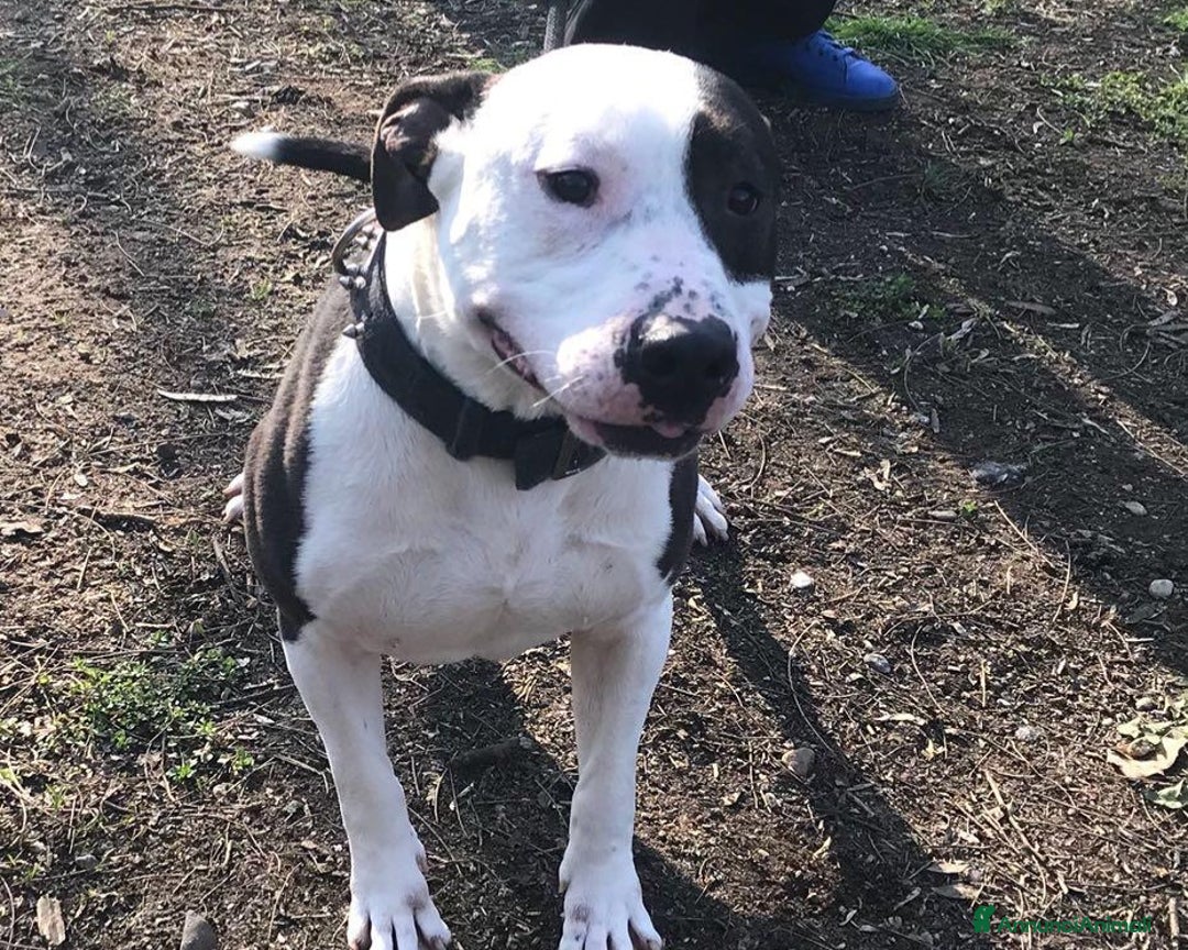 American Staffordshire cani in regalo: Amstaff adulto oltre 3anni di appelli! PAVIA a Milano - Annuncio 2