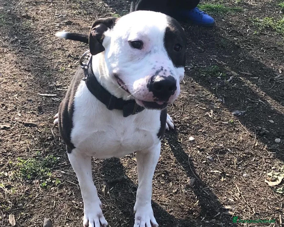 American Staffordshire cani in regalo: Amstaff adulto oltre 3anni di appelli! PAVIA a Milano - Annuncio 2