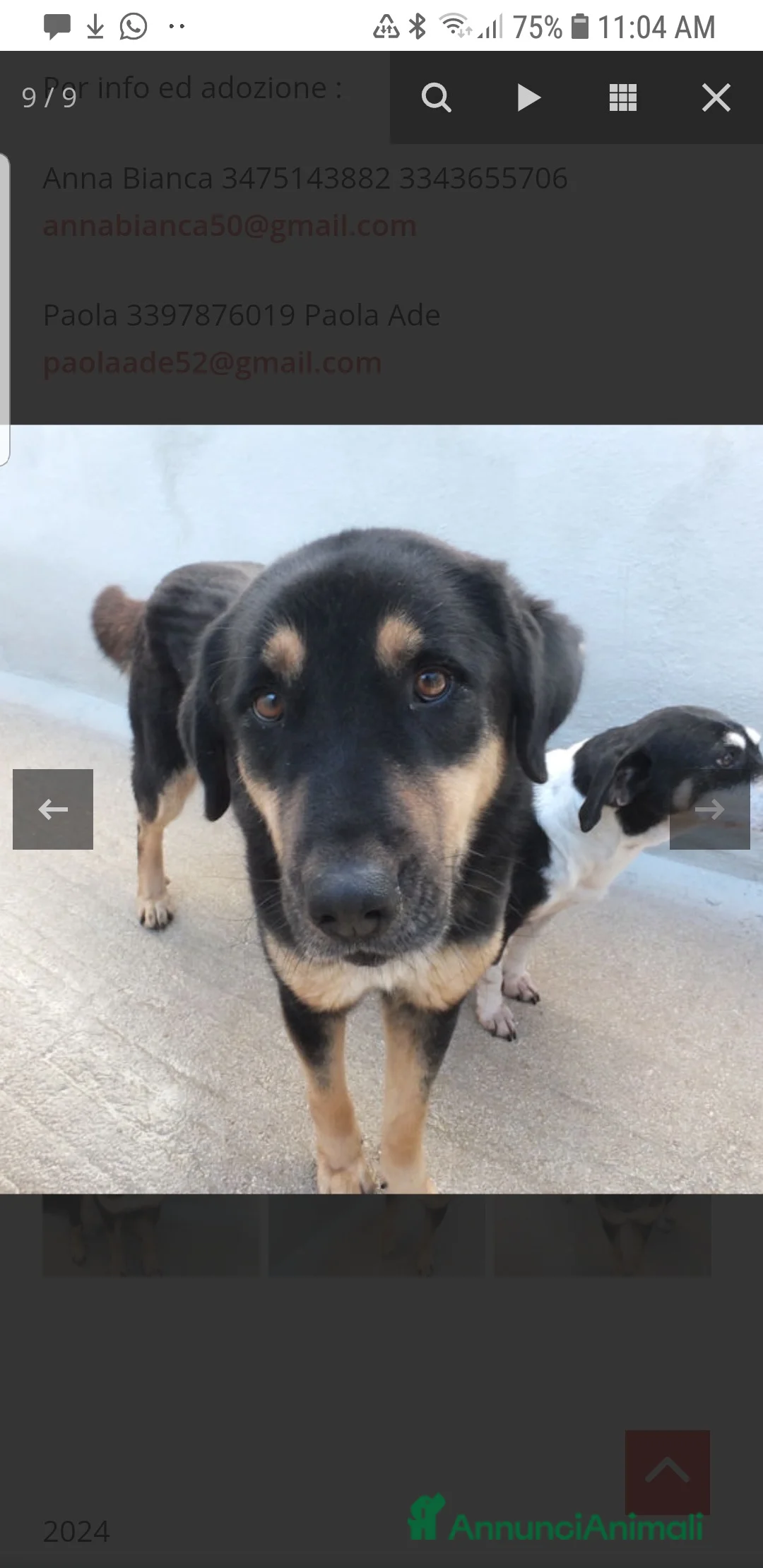 Pastore Tedesco cani in regalo: ADOZ.D 💔:cane di casa:il box sarà la sua tomba? - Annuncio 8