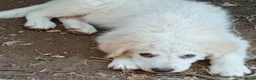 Pastore Abbruzzese Maremmano cani in regalo: Cuccioli (mix) maremmano a Città Metropolitana di Torino - Annuncio 10