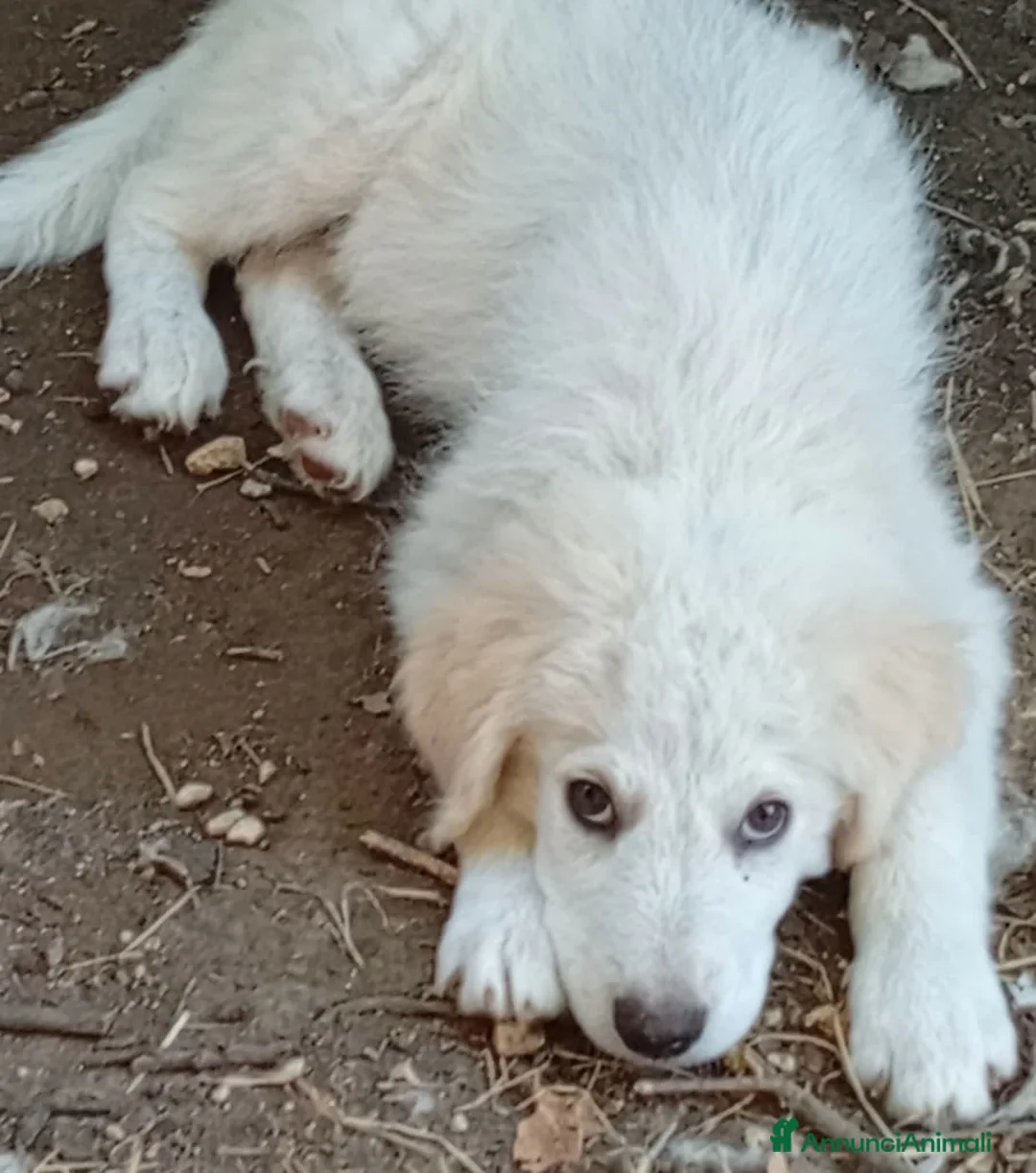 Pastore Abbruzzese Maremmano cani in regalo: Cuccioli (mix) maremmano a Città Metropolitana di Torino - Annuncio 10