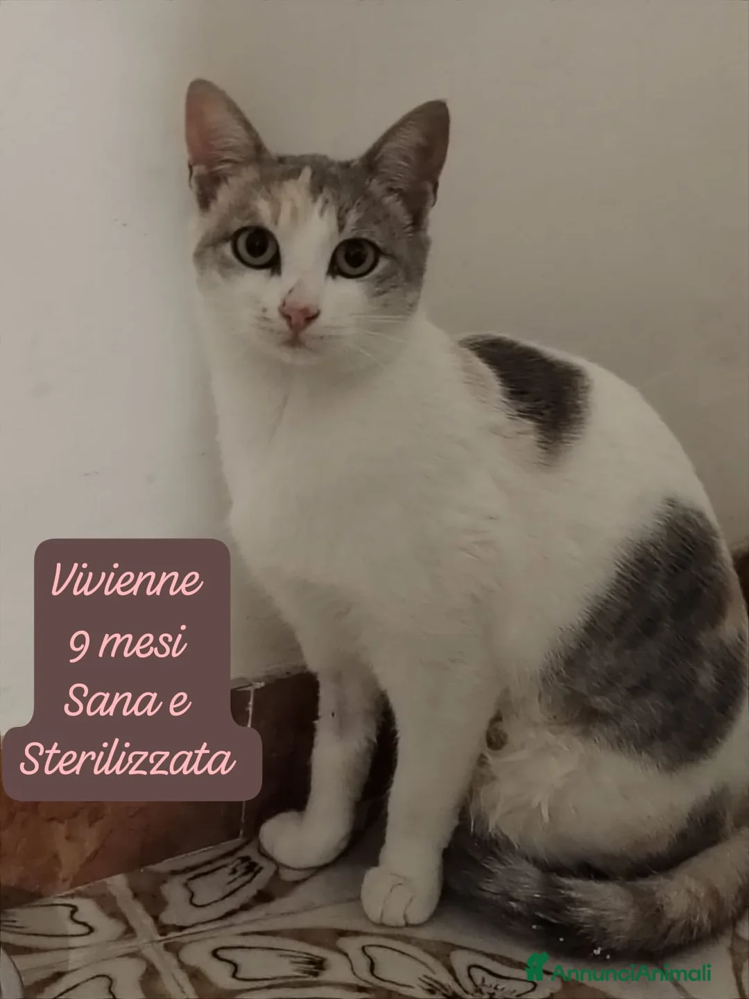 Altre razze gatti in regalo: S.o.s. gattini da salvare! - Annuncio 3